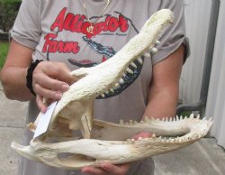 16-1/2 inch Florida Alligator Skull for $140
