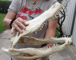 17 inch Florida Alligator Skull for $140