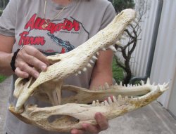 17 inch Florida Alligator Skull for $140