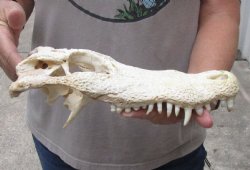 12 inch Alligator TOP SKULL ONLY with teeth - $45