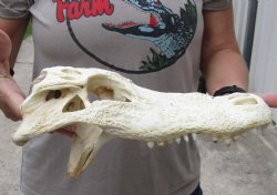 13-1/2 inch Alligator TOP SKULL ONLY with teeth - $45
