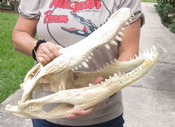 21 inch Florida Alligator Skull for $200