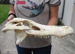 19 inch Alligator TOP SKULL ONLY with teeth - $85