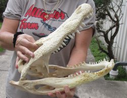 16 inch Florida Alligator Skull for $125