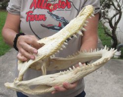 18 inch Florida Alligator Skull for $150