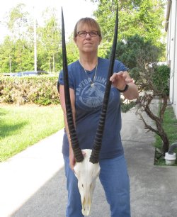 33 inch Gemsbok Horns on 15 inch Gemsbok Skull - $165