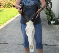 African male Red Hartebeest skull with 20 inch horns - $135