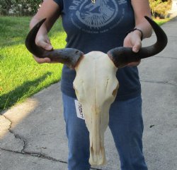 Blue Wildebeest Skull with 19-1/2 inch wide horns - $110