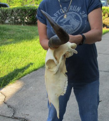 Blue Wildebeest Skull with 19-1/2 inch wide horns - $80