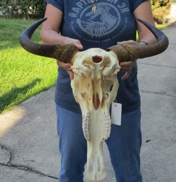 Blue Wildebeest Skull with 19-1/2 inch wide horns - $80