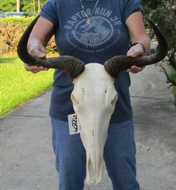 Blue Wildebeest Skull with 21 inch wide horns - $115