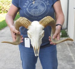 African Merino Ram/Sheep Skull with Horns - $170