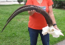 Huge African male Sable Skull with 43 inch Horns - $350 (Signature Required)