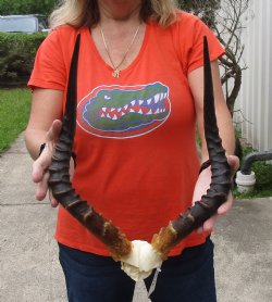 B-Grade African impala skull and 19 inches horns - $40