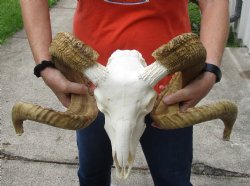 African Merino Ram/Sheep Skull with 32 & 33 inch Horns - $170
