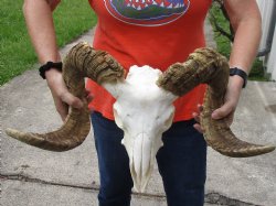 African Merino Ram/Sheep Skull with 29 & 30 inch Horns - $170