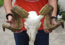 African Merino Ram/Sheep Skull with 31 & 32 inch Horns - $170