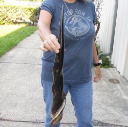 25 inch Polished Male Eland horn for $50