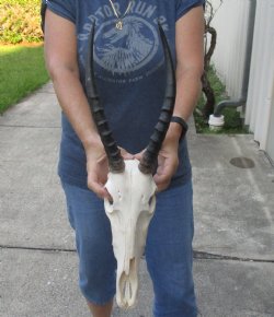 Female Blesbok 12-inch Horns and 12-inch Skull - $80