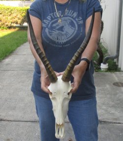 Female Blesbok 14-inch Horns and 11-inch Skull - $80