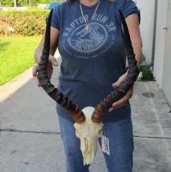 B-Grade African impala skull with 19-20 inches horns - $75