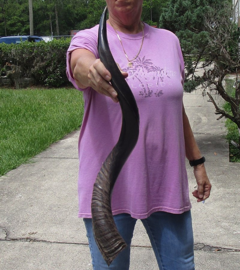 HalfPolished Kudu horn for sale