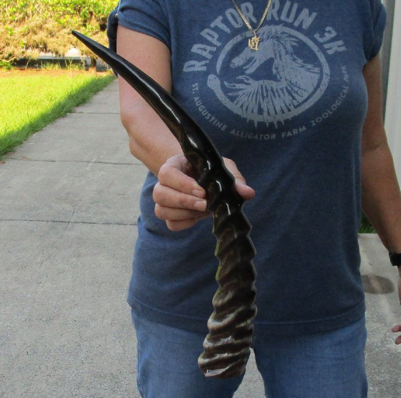 Polished Waterbuck Horn for Sale