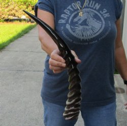 18 inch Polished Waterbuck Horn for $32