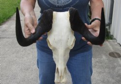 African Black Female Wildebeest Skull and 15" Horns - $56