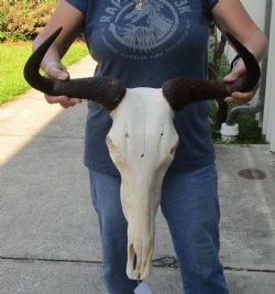 Female Blue Wildebeest Skull with 21 inch wide horns - $115