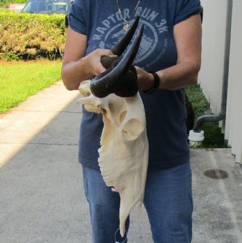 Female Blue Wildebeest Skull with 21 inch wide horns - $90