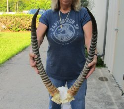 29 inch Waterbuck Horns on skull plate for $75