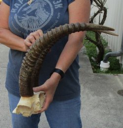 Female Sable Skull plate with 21-22 inch Horns for $95