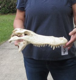 14-1/2 inch Florida Alligator TOP Skull for $40