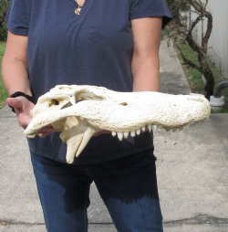 18 inch Florida Alligator top Skull for $40