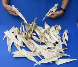 30 piece lot of Florida alligator jaw bone pieces - <font color=red> Special Price $30</font>