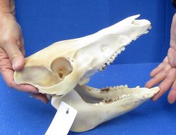 Wild Boar Skull 9-1/2 inches - $35