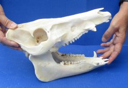 Wild Boar Skull 11-1/2 inches - $40