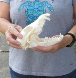 A-Grade Coyote skull 7-1/4 x 3-1/2 inches - $36