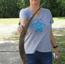 African Female Sable horn measuring 25 inches - $32