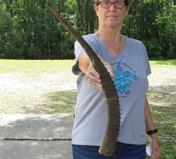 African Female Sable horn measuring 25 inches - $45