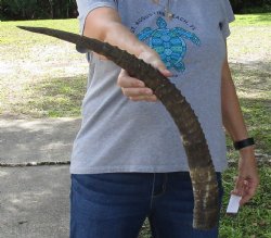 African Female Sable horn measuring 26 inches - $32