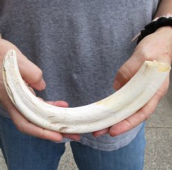 11" Ivory Tusk from African Warthog - $65
