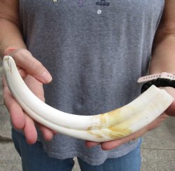 12" Ivory Tusk from African Warthog - $85