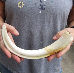 Huge 13" Ivory Tusk from African Warthog - $95