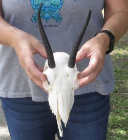 Female Springbok Skull and 6-1/4 inch Horns - $50