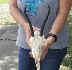 Female Springbok Skull and 7 inch Horns - $50