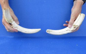 Matching pair of 10 and 11 inch Warthog Tusks - $110/pair