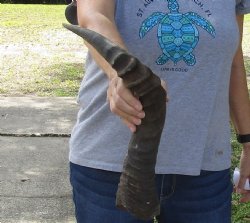 African hartebeest horn 22 inches for $20