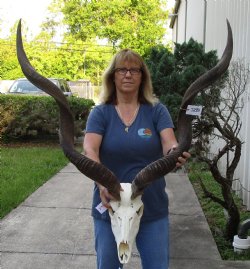 African Kudu Skull 45&46 inch horns for $375 (signature required)